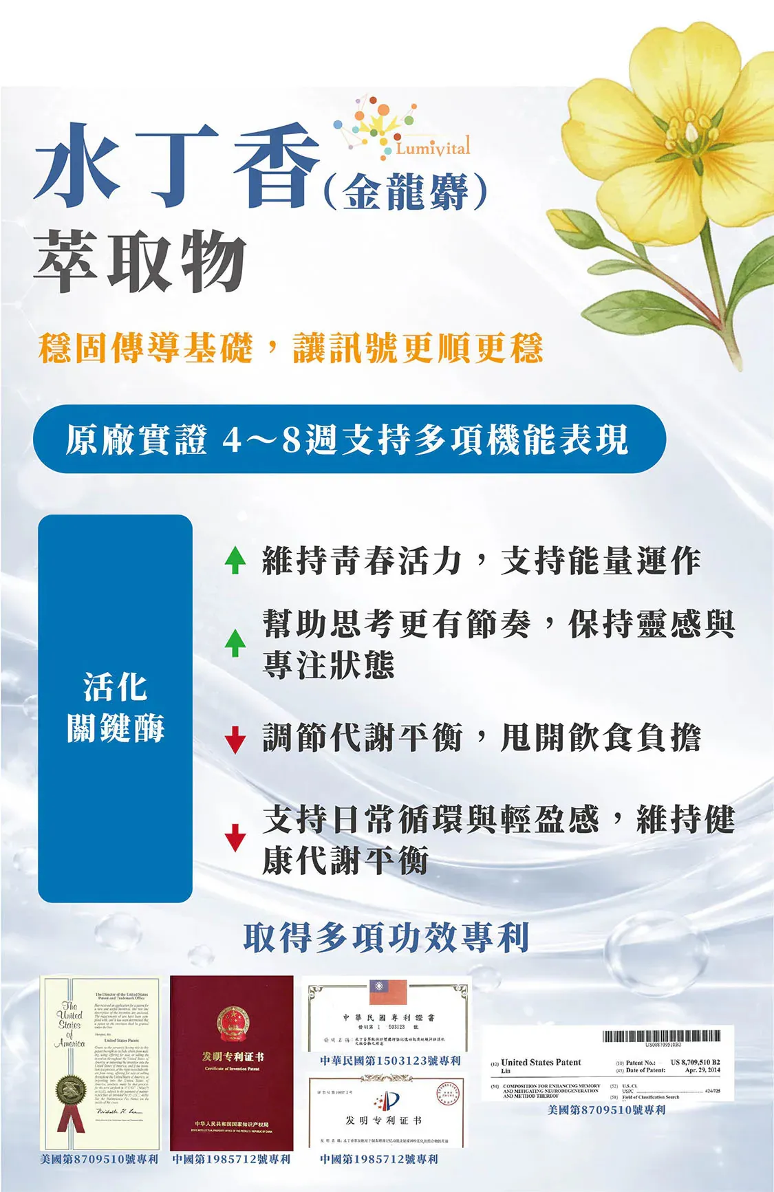 智序力4