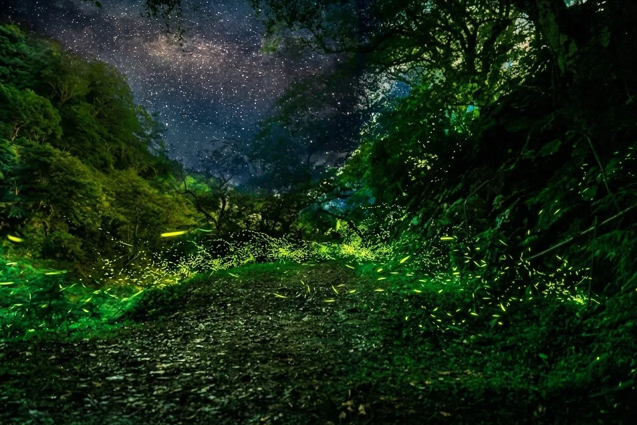 2026 藏酒 賞螢季