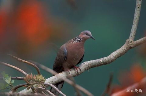 斑頸鳩